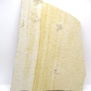 Genuine Jurassic Age Solnhofen Saccocoma Floating Crinoid for Sale from Germany #50