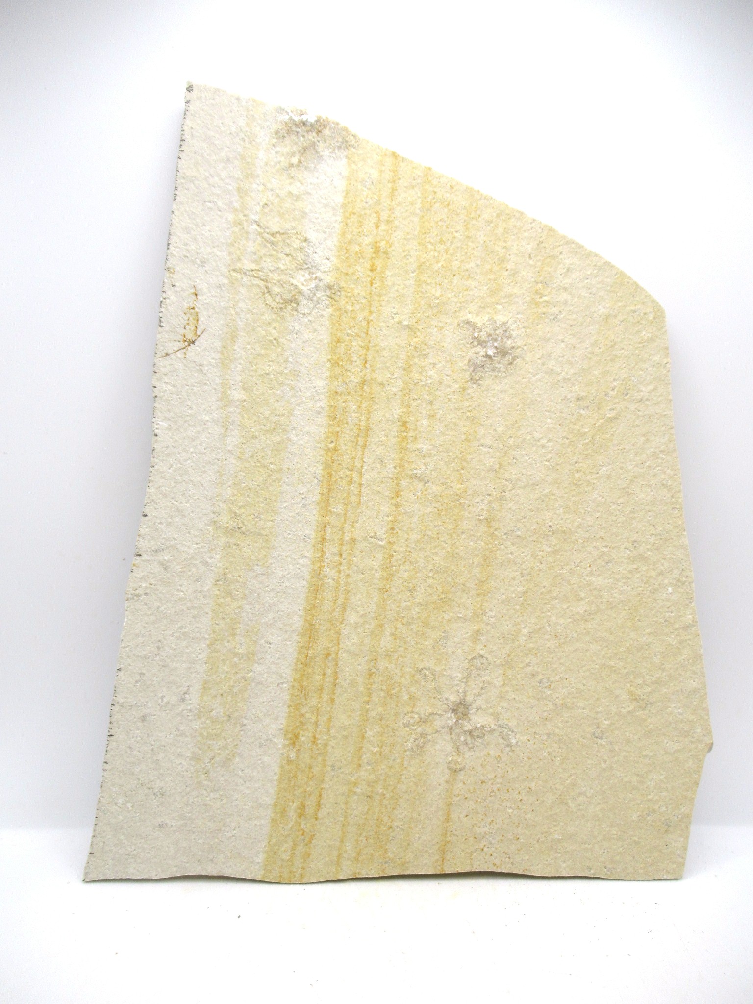 German Solnhofen Jurassic Saccocoma Floating Crinoid 50 | Fossils for Sale Genuine Jurassic Age Solnhofen Saccocoma Floating Crinoid for Sale from Germany #50