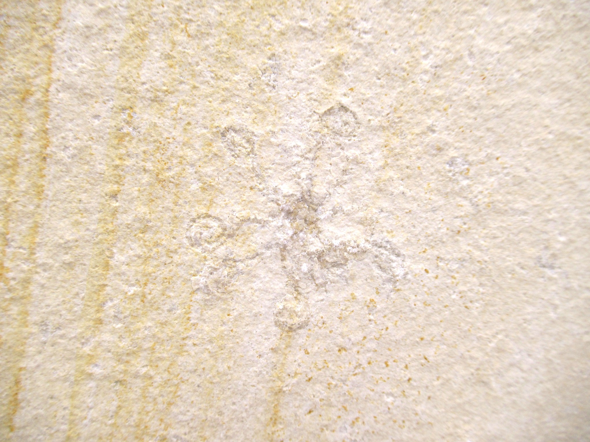 German Solnhofen Jurassic Saccocoma Floating Crinoid 50a | Fossils for Sale Genuine Jurassic Age Solnhofen Saccocoma Floating Crinoid for Sale from Germany #50a