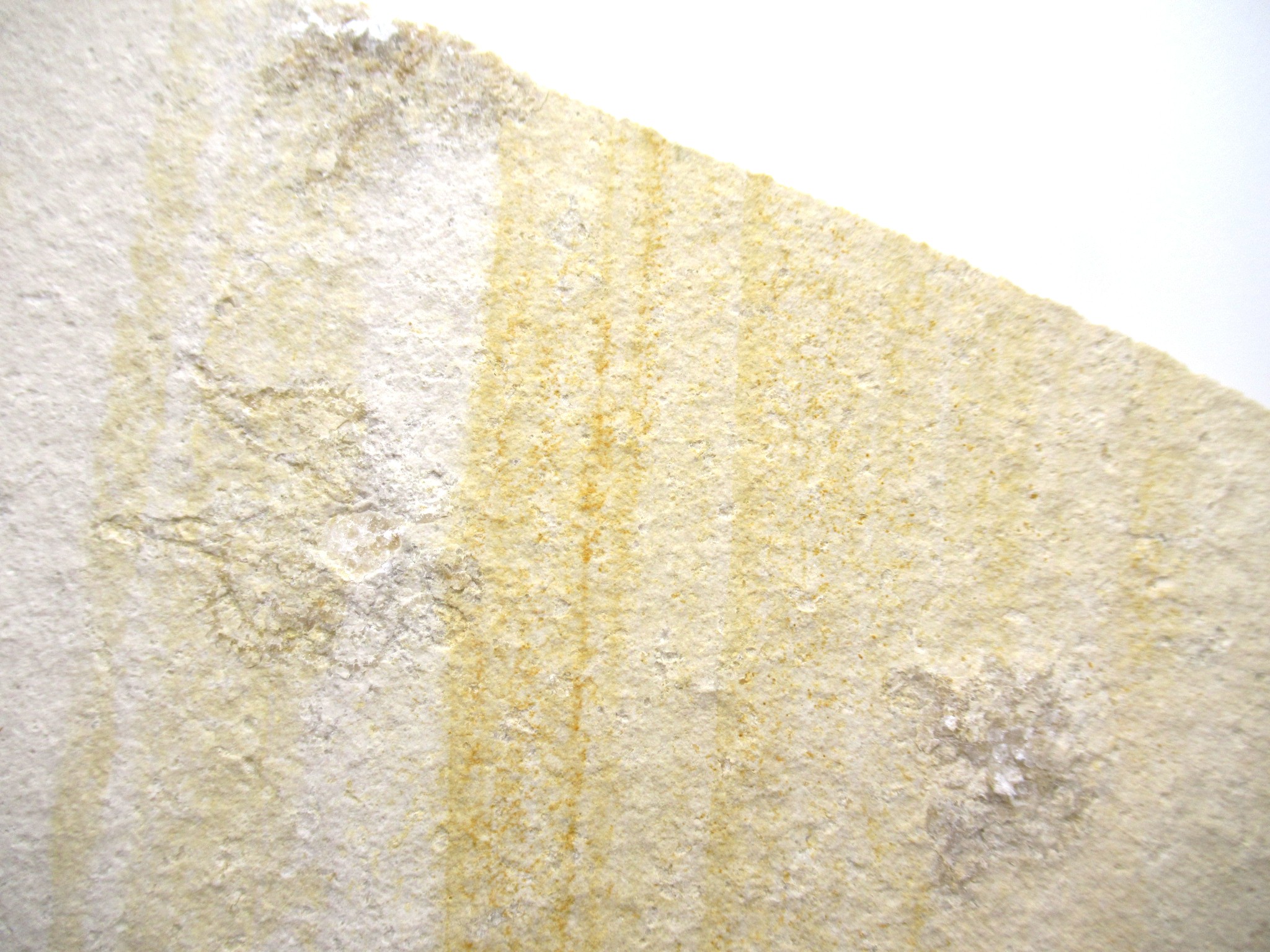 German Solnhofen Jurassic Saccocoma Floating Crinoid 50b | Fossils for Sale Genuine Jurassic Age Solnhofen Saccocoma Floating Crinoid for Sale from Germany #50b