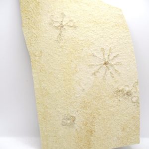 Genuine Jurassic Age Solnhofen Saccocoma Floating Crinoid for Sale from Germany #53