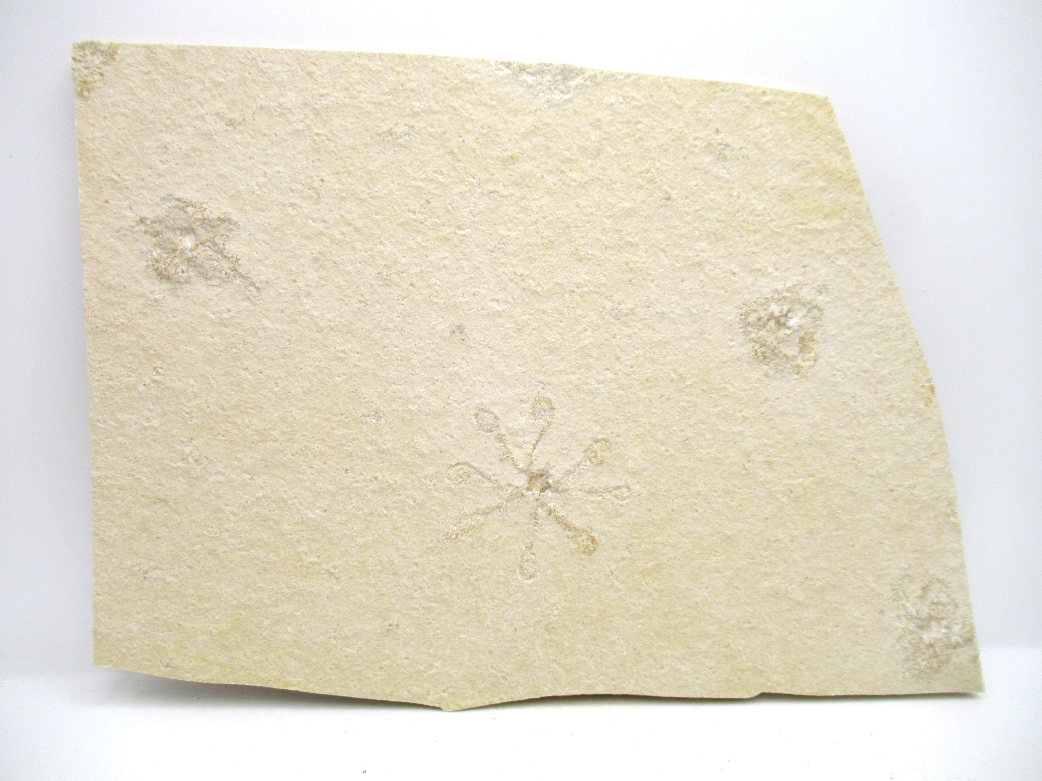 German Solnhofen Jurassic Saccocoma Floating Crinoid 59 | Fossils for Sale Genuine Jurassic Age Solnhofen Saccocoma Floating Crinoid for Sale from Germany #59