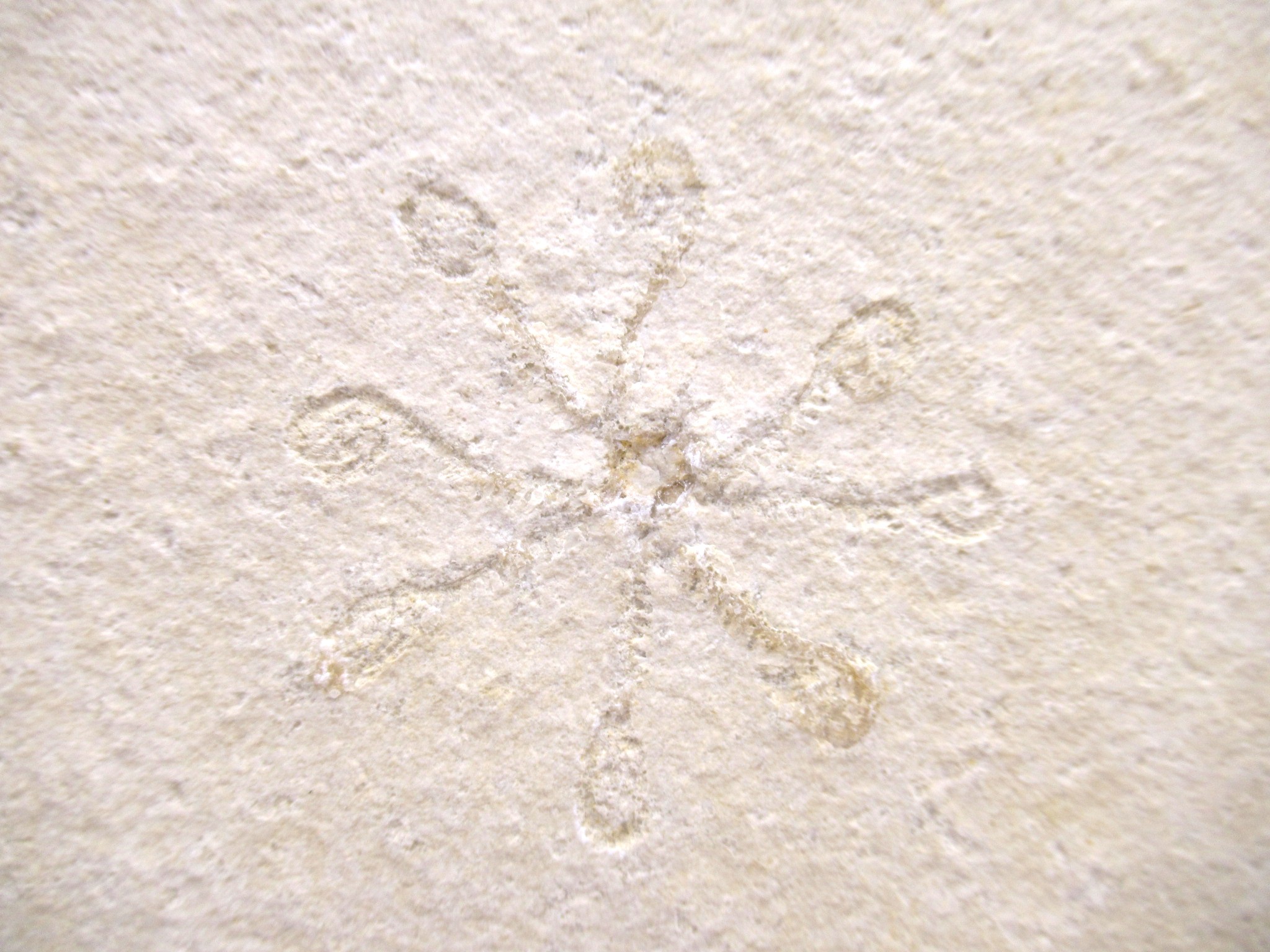 German Solnhofen Jurassic Saccocoma Floating Crinoid 59a | Fossils for Sale Genuine Jurassic Age Solnhofen Saccocoma Floating Crinoid for Sale from Germany #59a