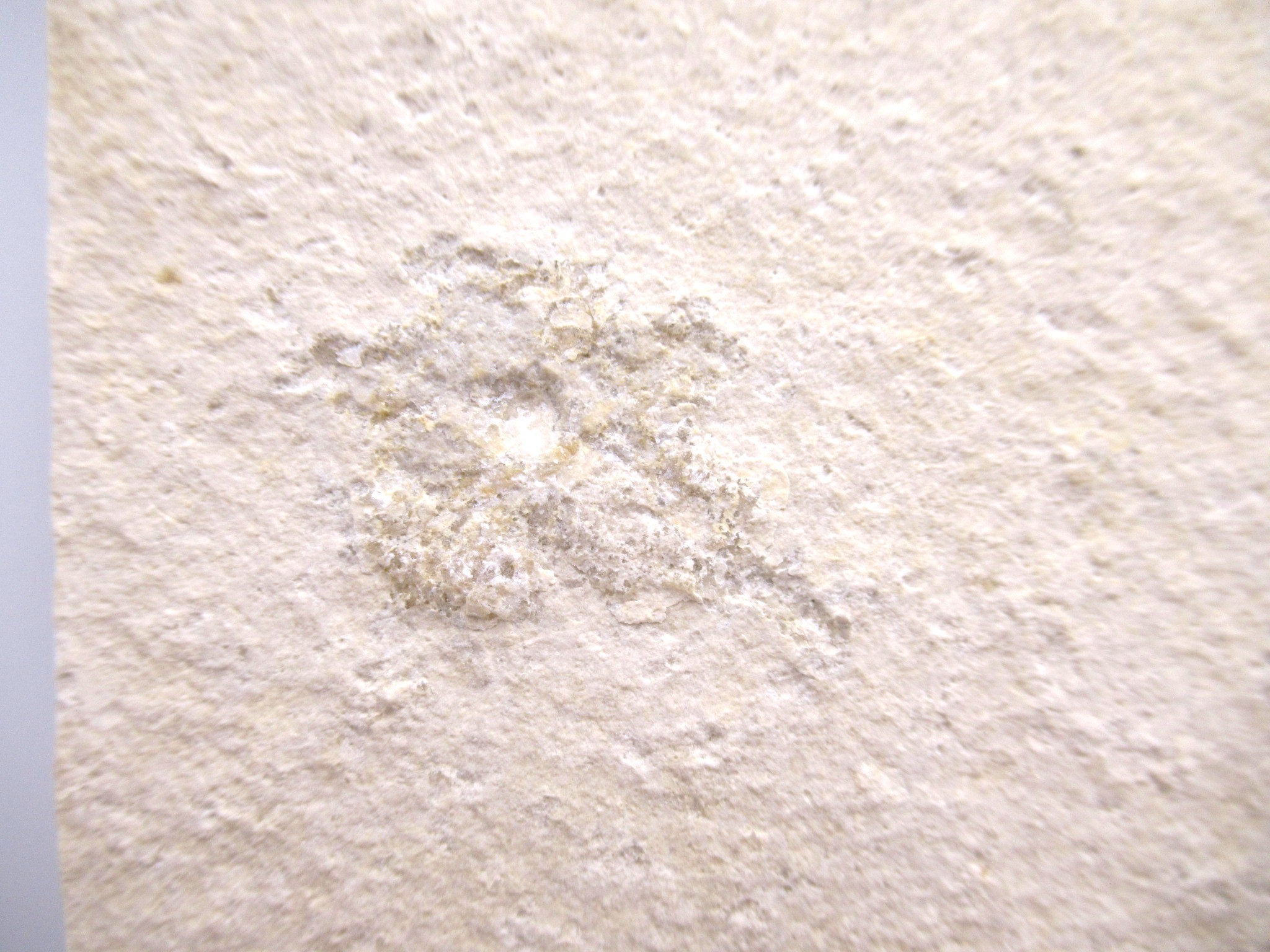 German Solnhofen Jurassic Saccocoma Floating Crinoid 59b | Fossils for Sale Genuine Jurassic Age Solnhofen Saccocoma Floating Crinoid for Sale from Germany #59b