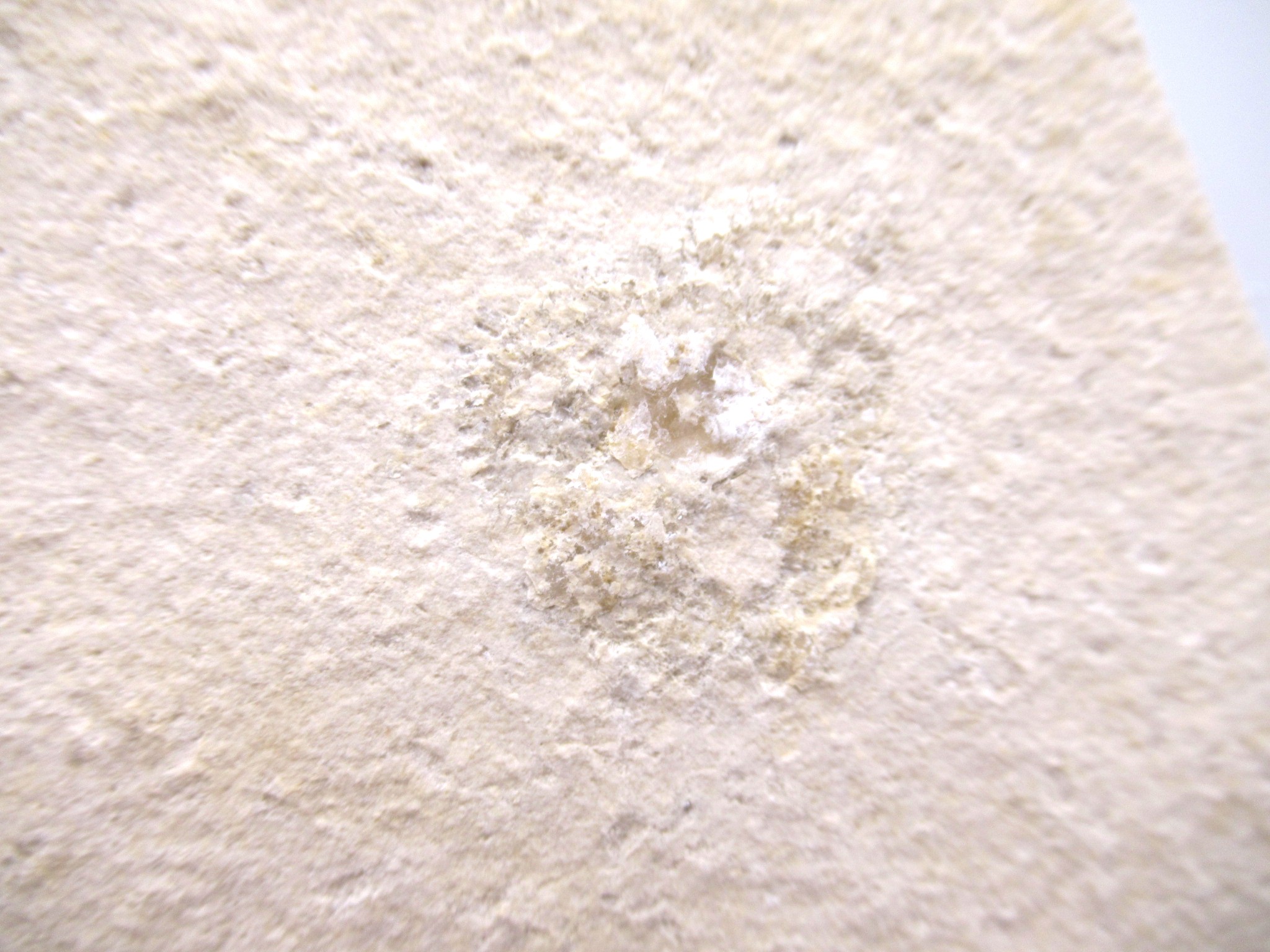 German Solnhofen Jurassic Saccocoma Floating Crinoid 59c | Fossils for Sale Genuine Jurassic Age Solnhofen Saccocoma Floating Crinoid for Sale from Germany #59c