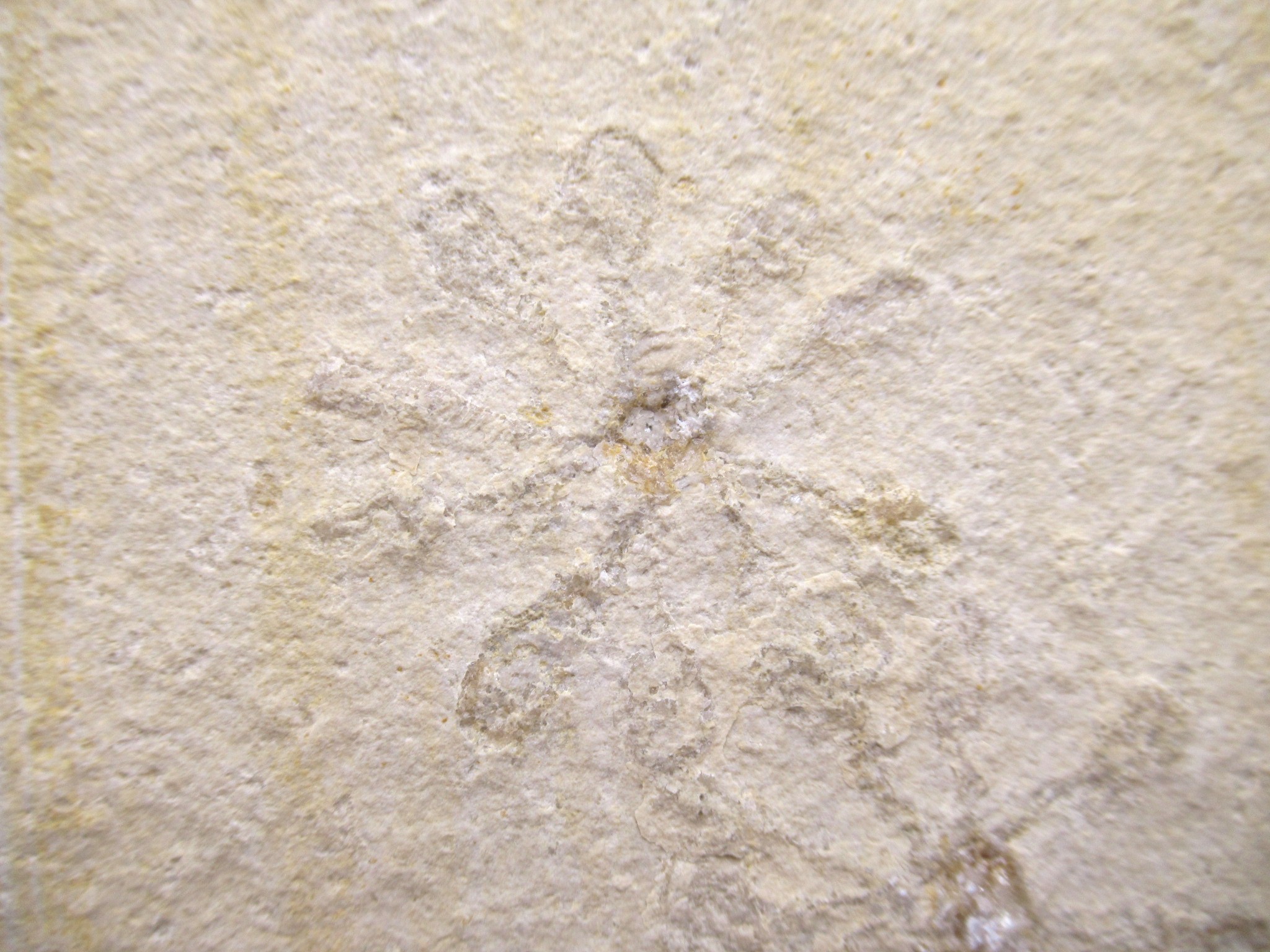 German Solnhofen Jurassic Saccocoma Floating Crinoid 60a | Fossils for Sale Genuine Jurassic Age Solnhofen Saccocoma Floating Crinoid for Sale from Germany #60a