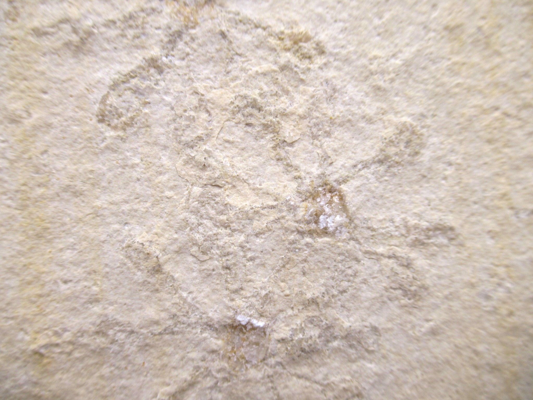 German Solnhofen Jurassic Saccocoma Floating Crinoid 60b | Fossils for Sale Genuine Jurassic Age Solnhofen Saccocoma Floating Crinoid for Sale from Germany #60b