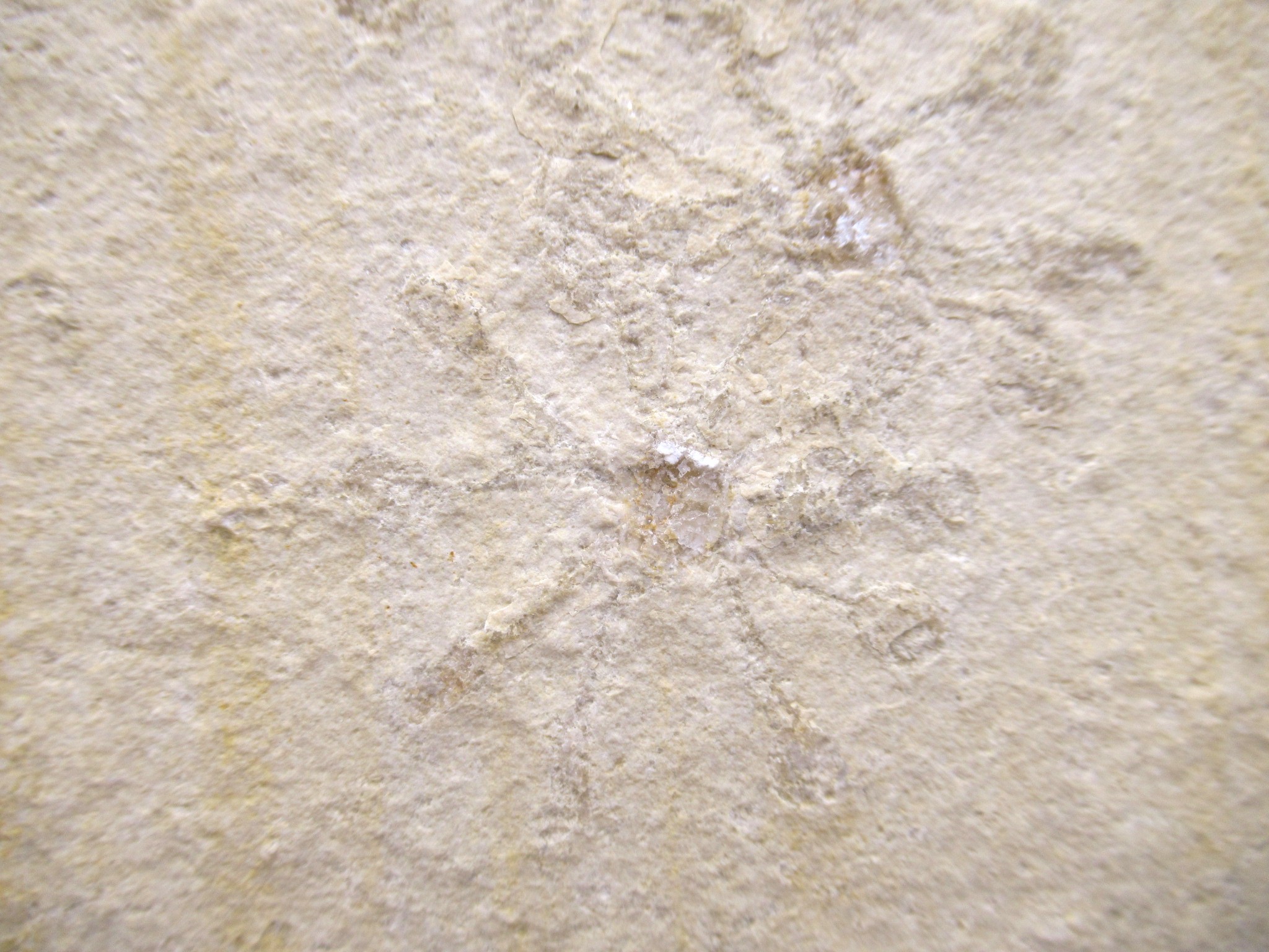 German Solnhofen Jurassic Saccocoma Floating Crinoid 60c | Fossils for Sale Genuine Jurassic Age Solnhofen Saccocoma Floating Crinoid for Sale from Germany #60c