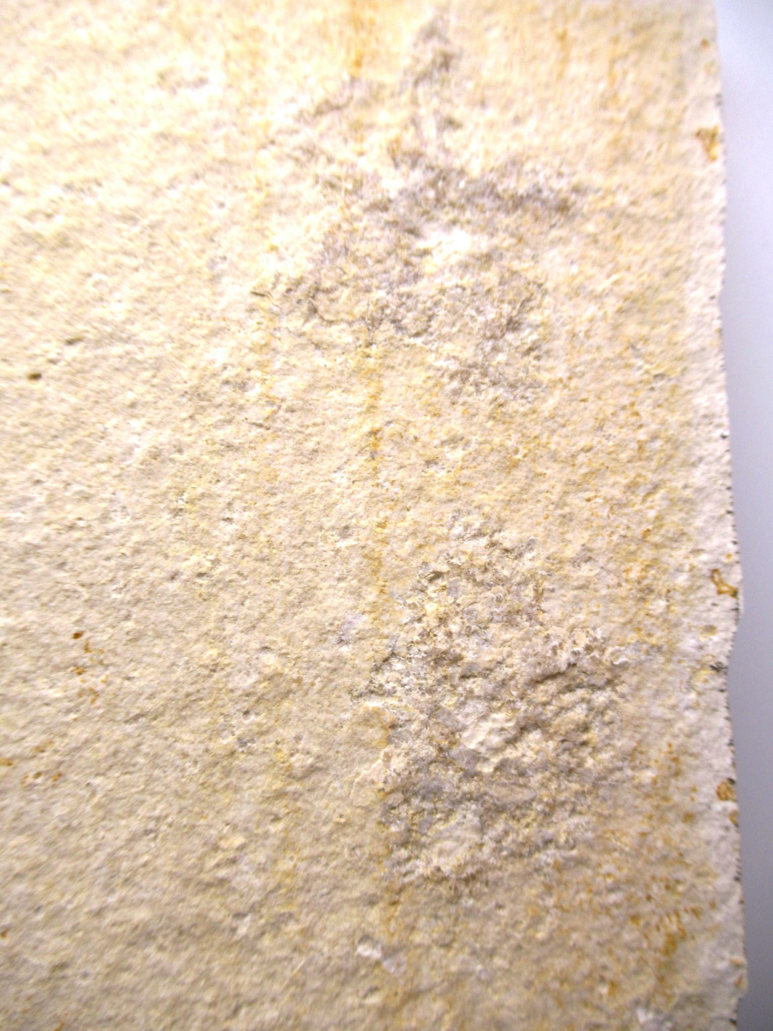 German Solnhofen Jurassic Saccocoma Floating Crinoid 60e | Fossils for Sale Genuine Jurassic Age Solnhofen Saccocoma Floating Crinoid for Sale from Germany #60e