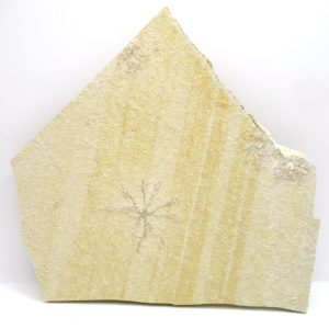 Genuine Jurassic Age Solnhofen Saccocoma Floating Crinoid for Sale from Germany #64