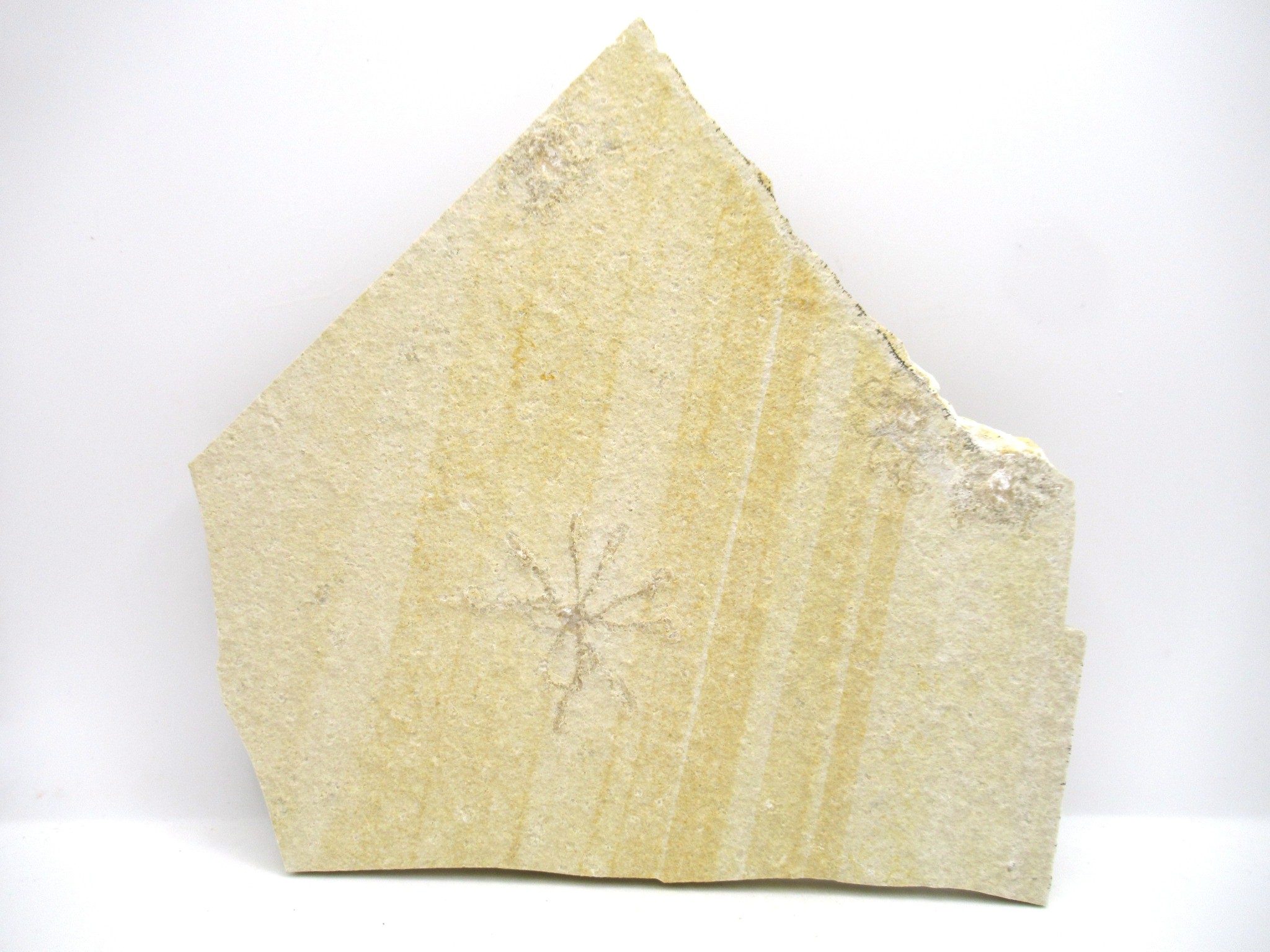 German Solnhofen Jurassic Saccocoma Floating Crinoid 64 | Fossils for Sale Genuine Jurassic Age Solnhofen Saccocoma Floating Crinoid for Sale from Germany #64