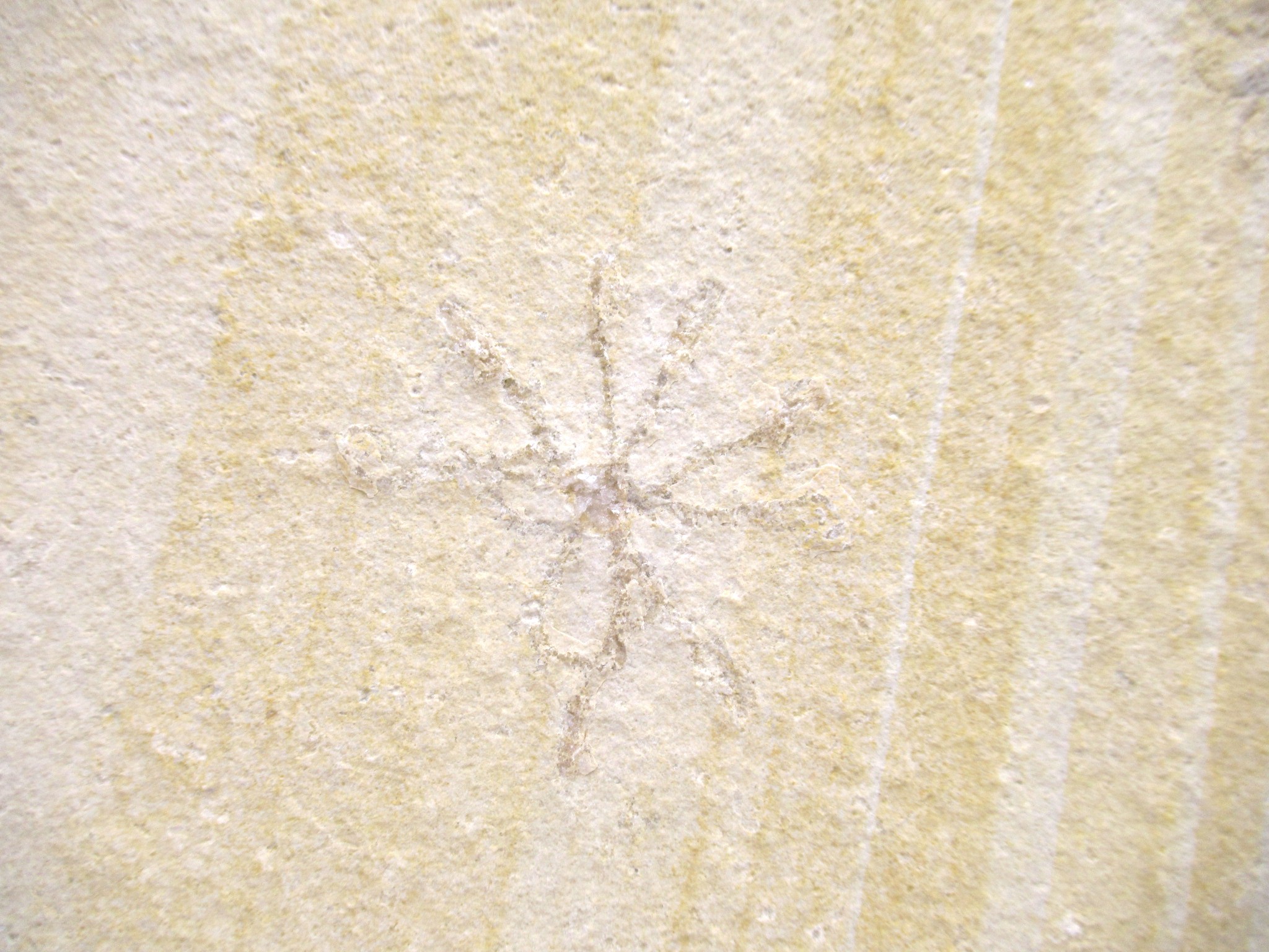 German Solnhofen Jurassic Saccocoma Floating Crinoid 64a | Fossils for Sale Genuine Jurassic Age Solnhofen Saccocoma Floating Crinoid for Sale from Germany #64a