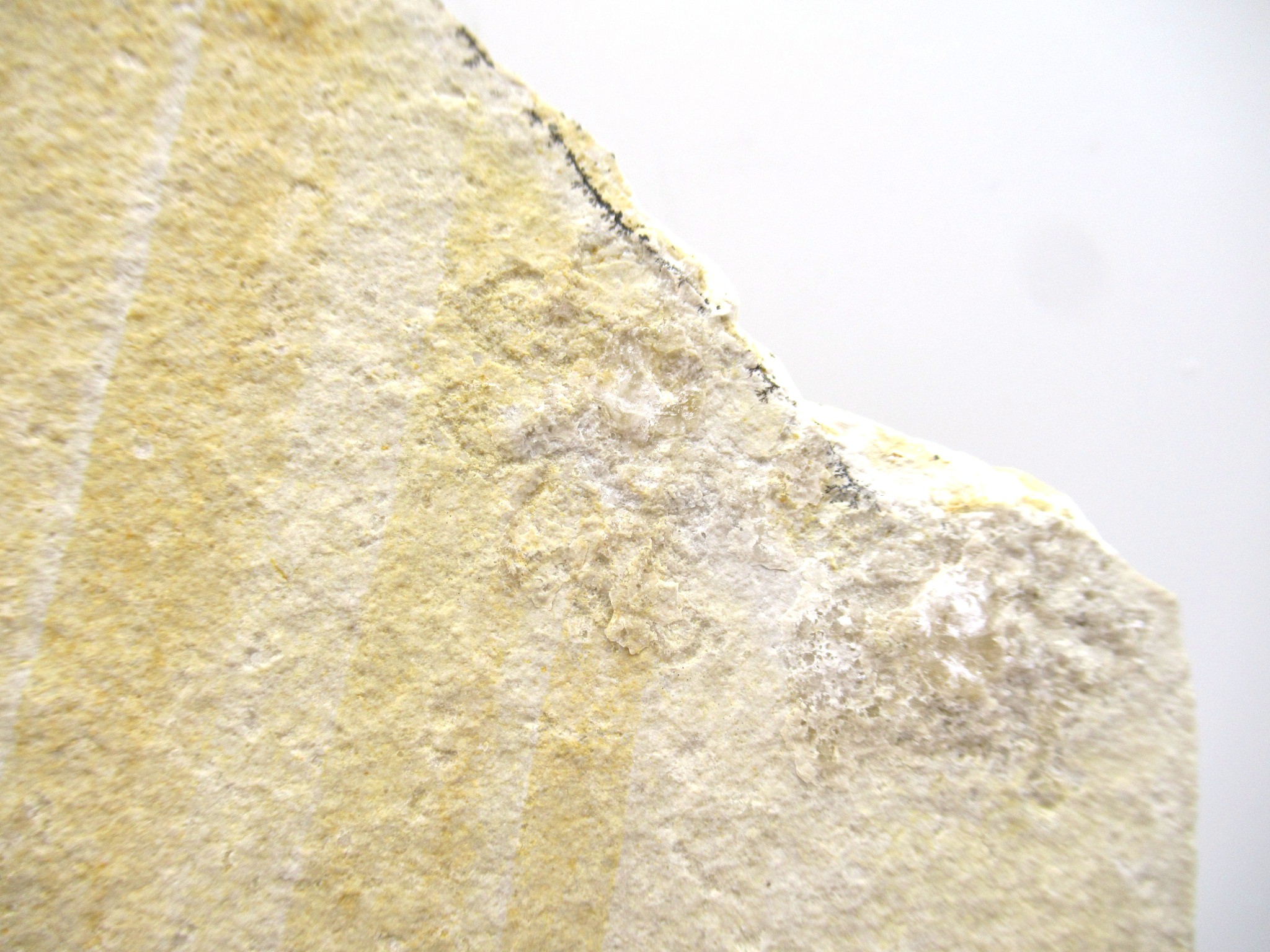 German Solnhofen Jurassic Saccocoma Floating Crinoid 64b | Fossils for Sale Genuine Jurassic Age Solnhofen Saccocoma Floating Crinoid for Sale from Germany #64b