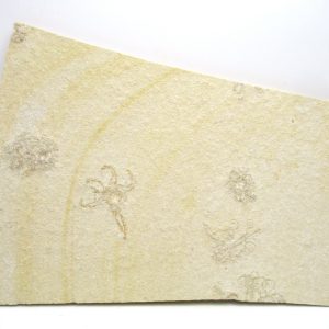 Genuine Jurassic Age Solnhofen Saccocoma Floating Crinoid for Sale from Germany #65