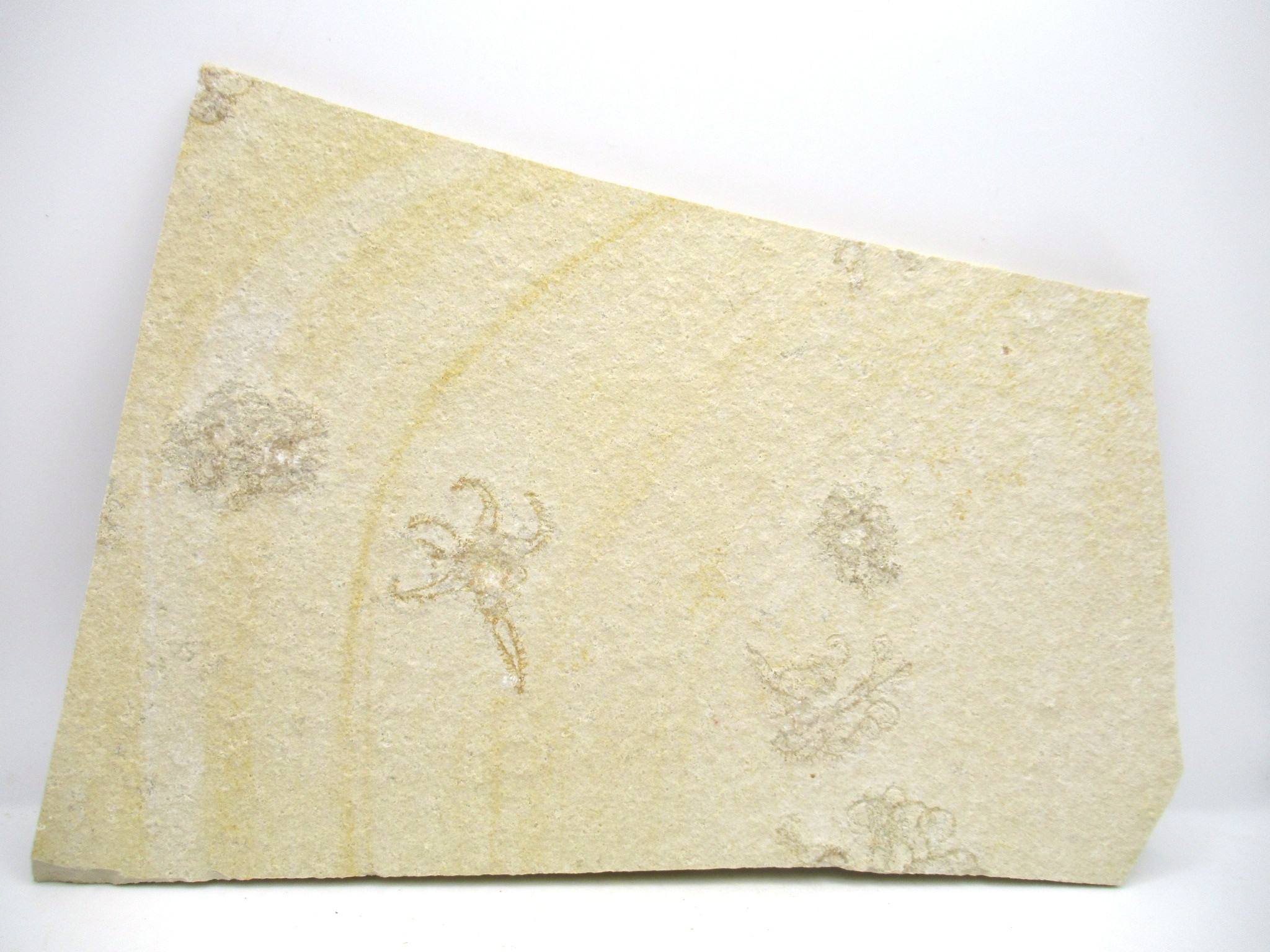 German Solnhofen Jurassic Saccocoma Floating Crinoid 65 | Fossils for Sale Genuine Jurassic Age Solnhofen Saccocoma Floating Crinoid for Sale from Germany #65