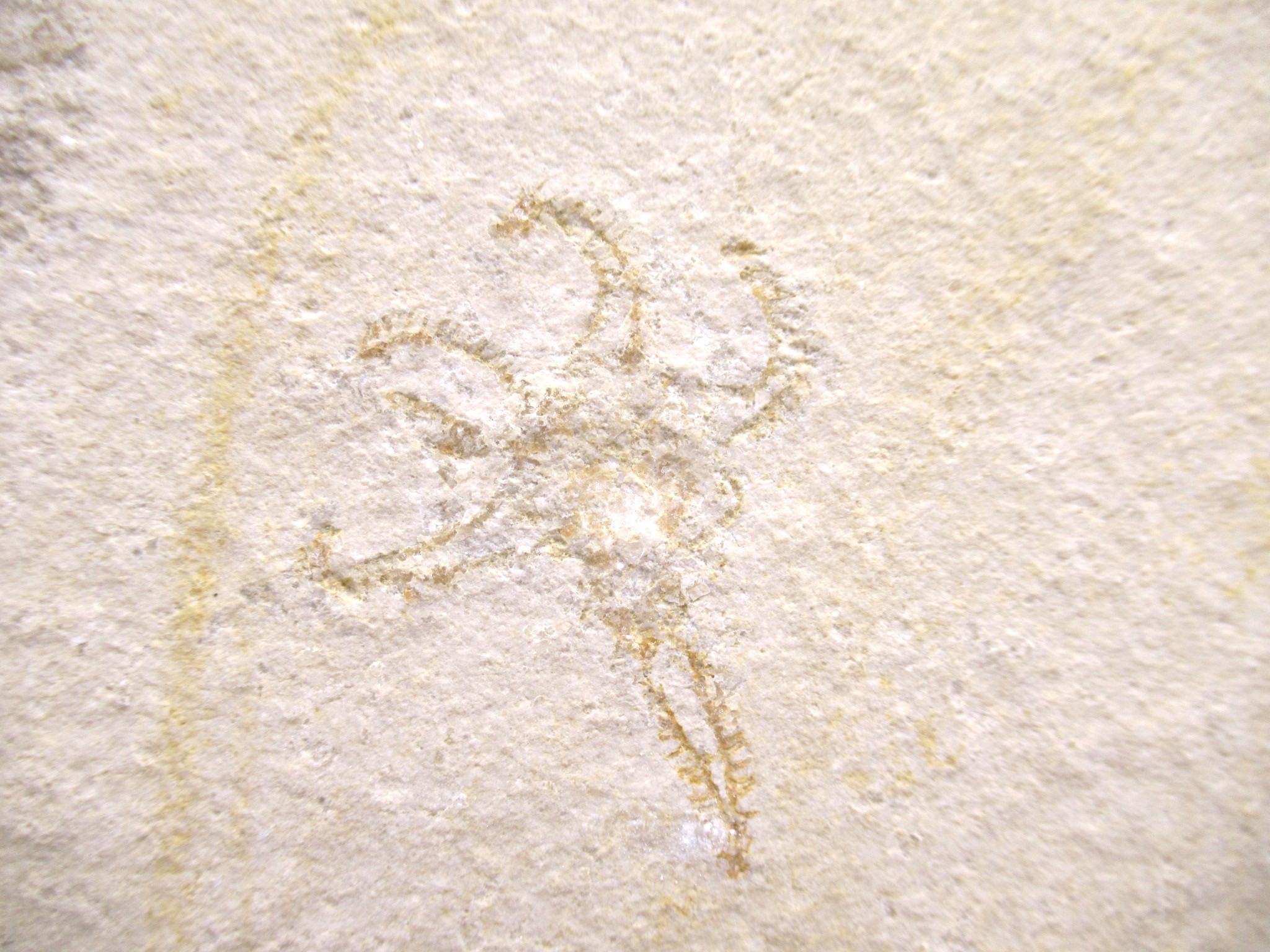 German Solnhofen Jurassic Saccocoma Floating Crinoid 65a | Fossils for Sale Genuine Jurassic Age Solnhofen Saccocoma Floating Crinoid for Sale from Germany #65a