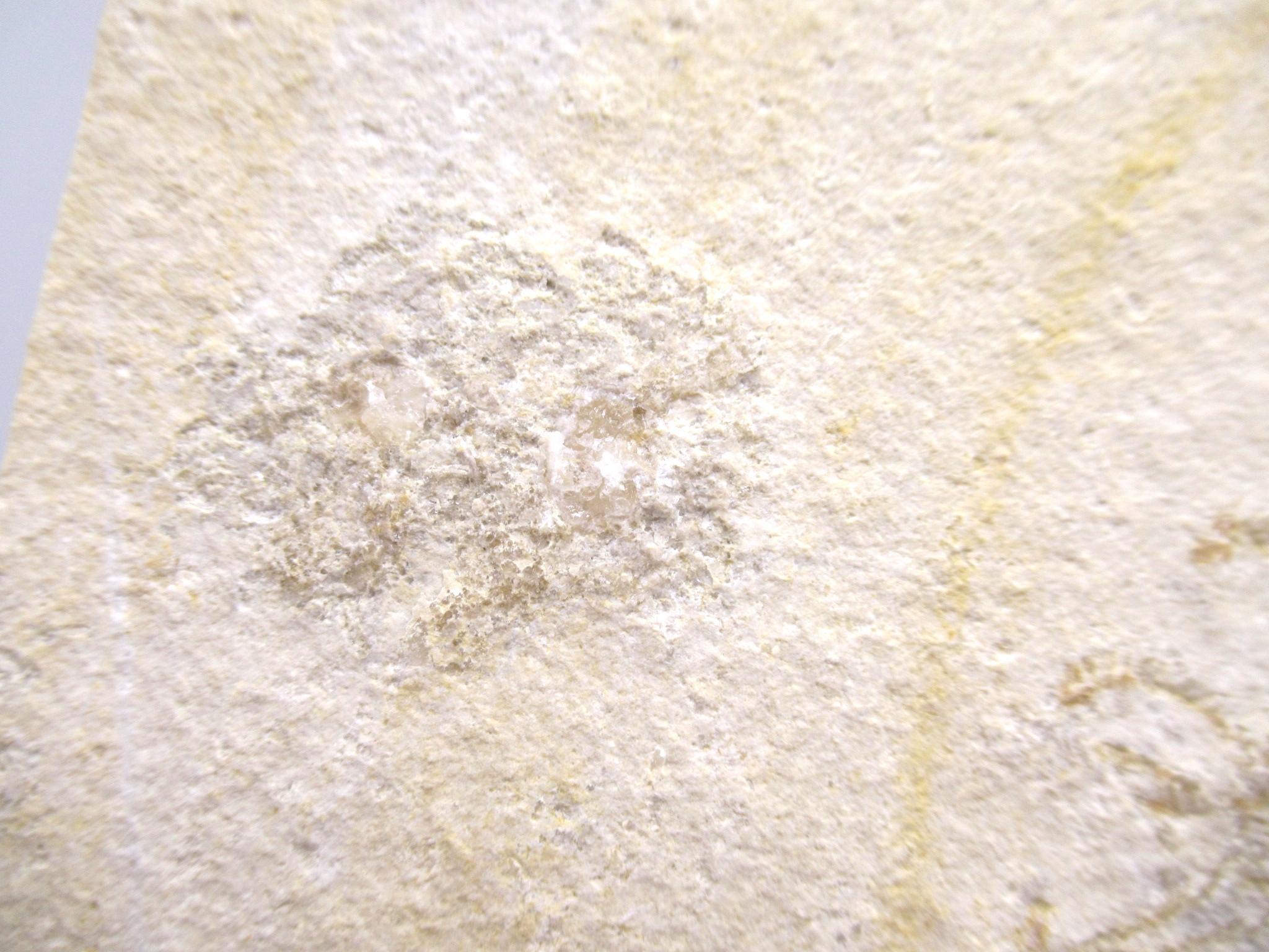 German Solnhofen Jurassic Saccocoma Floating Crinoid 65b | Fossils for Sale Genuine Jurassic Age Solnhofen Saccocoma Floating Crinoid for Sale from Germany #65b