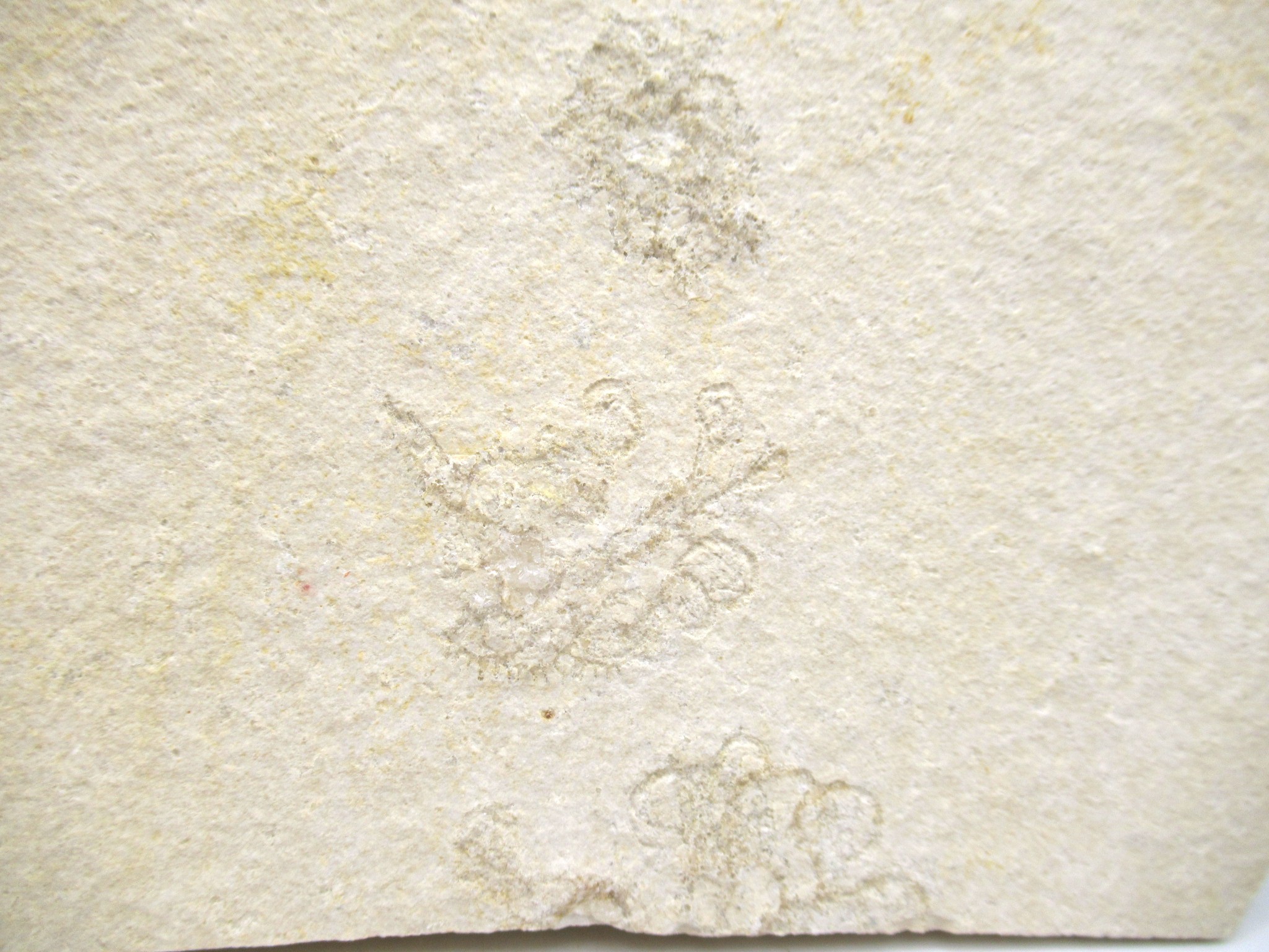 German Solnhofen Jurassic Saccocoma Floating Crinoid 65c | Fossils for Sale Genuine Jurassic Age Solnhofen Saccocoma Floating Crinoid for Sale from Germany #65c