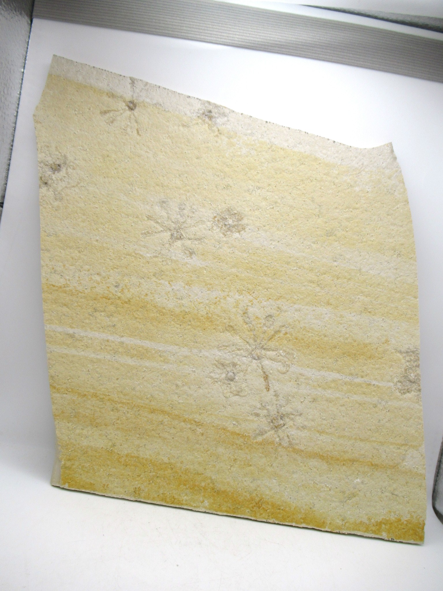 German Solnhofen Jurassic Saccocoma Floating Crinoid 66 | Fossils for Sale Genuine Jurassic Age Solnhofen Saccocoma Floating Crinoid for Sale from Germany #66