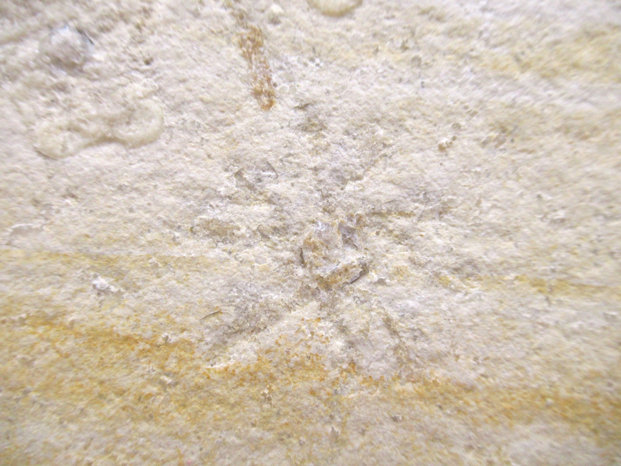 German Solnhofen Jurassic Saccocoma Floating Crinoid 66a | Fossils for Sale Genuine Jurassic Age Solnhofen Saccocoma Floating Crinoid for Sale from Germany #66a