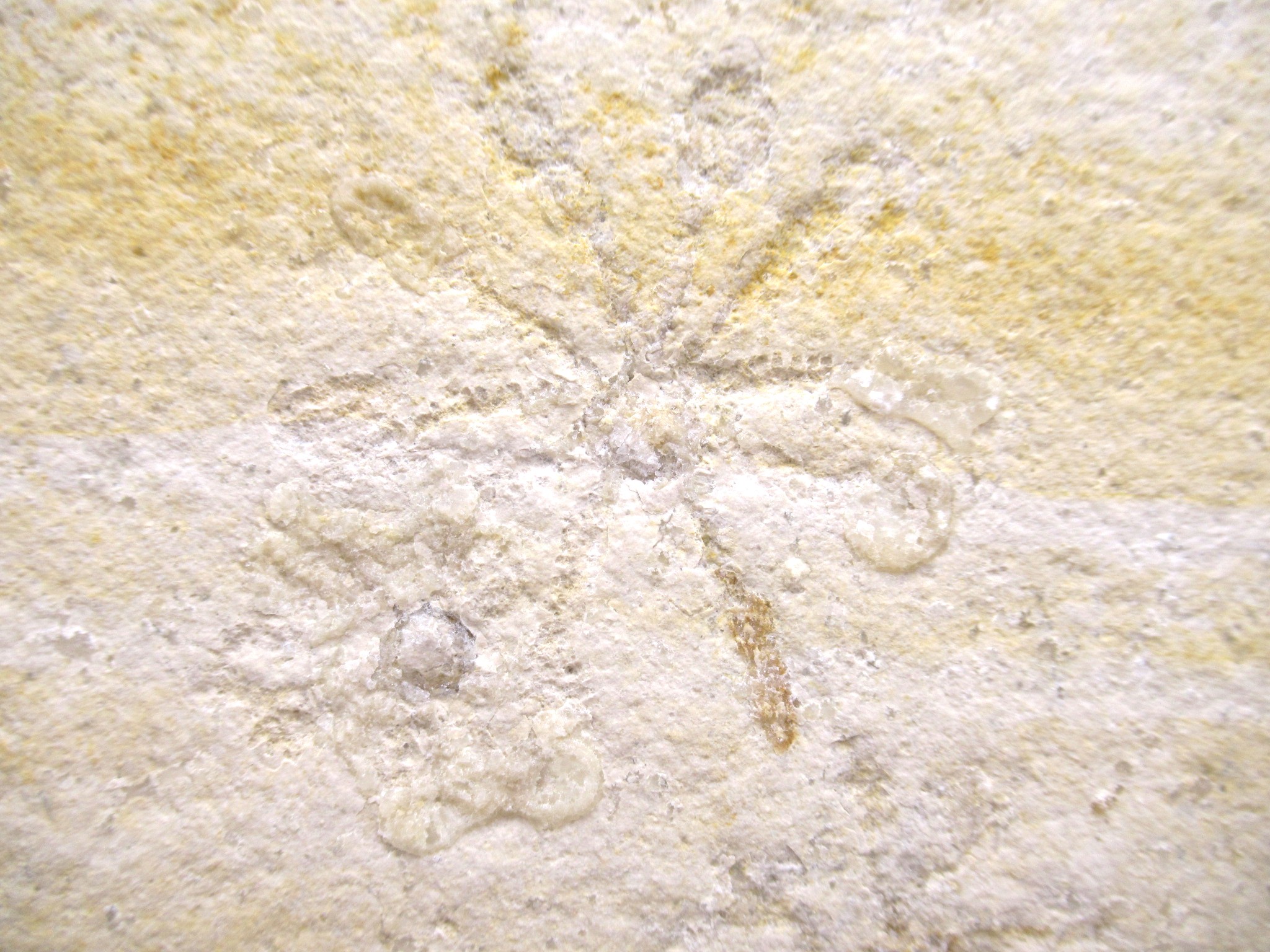 German Solnhofen Jurassic Saccocoma Floating Crinoid 66b | Fossils for Sale Genuine Jurassic Age Solnhofen Saccocoma Floating Crinoid for Sale from Germany #66b