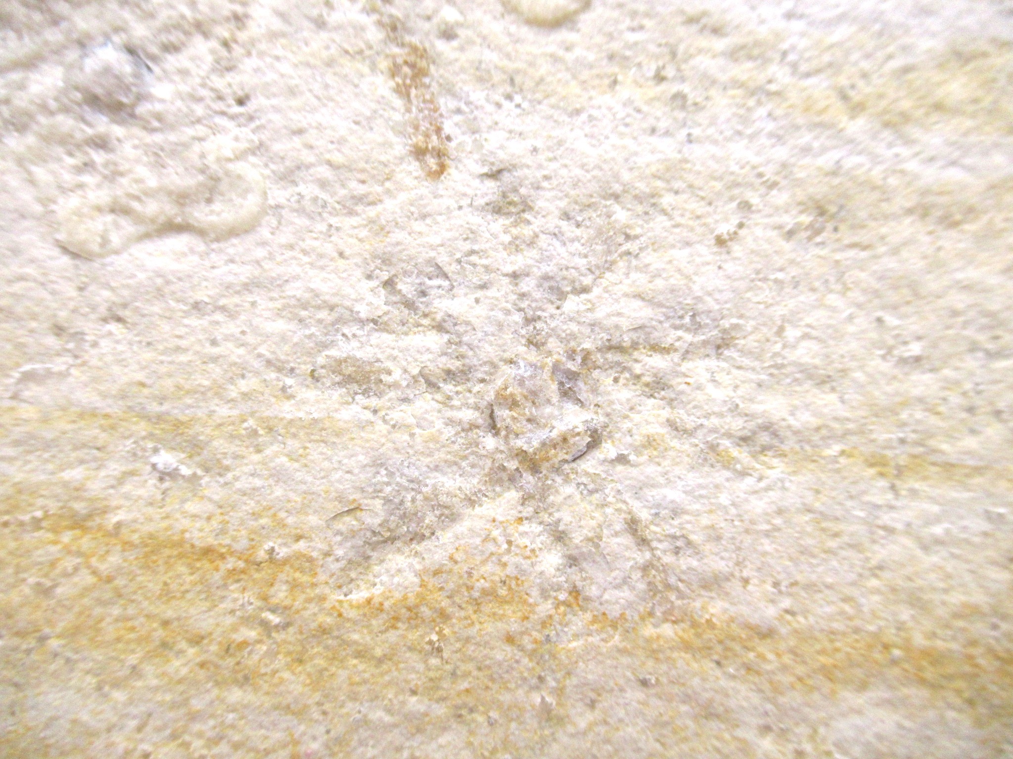 German Solnhofen Jurassic Saccocoma Floating Crinoid 66c | Fossils for Sale Genuine Jurassic Age Solnhofen Saccocoma Floating Crinoid for Sale from Germany #66c