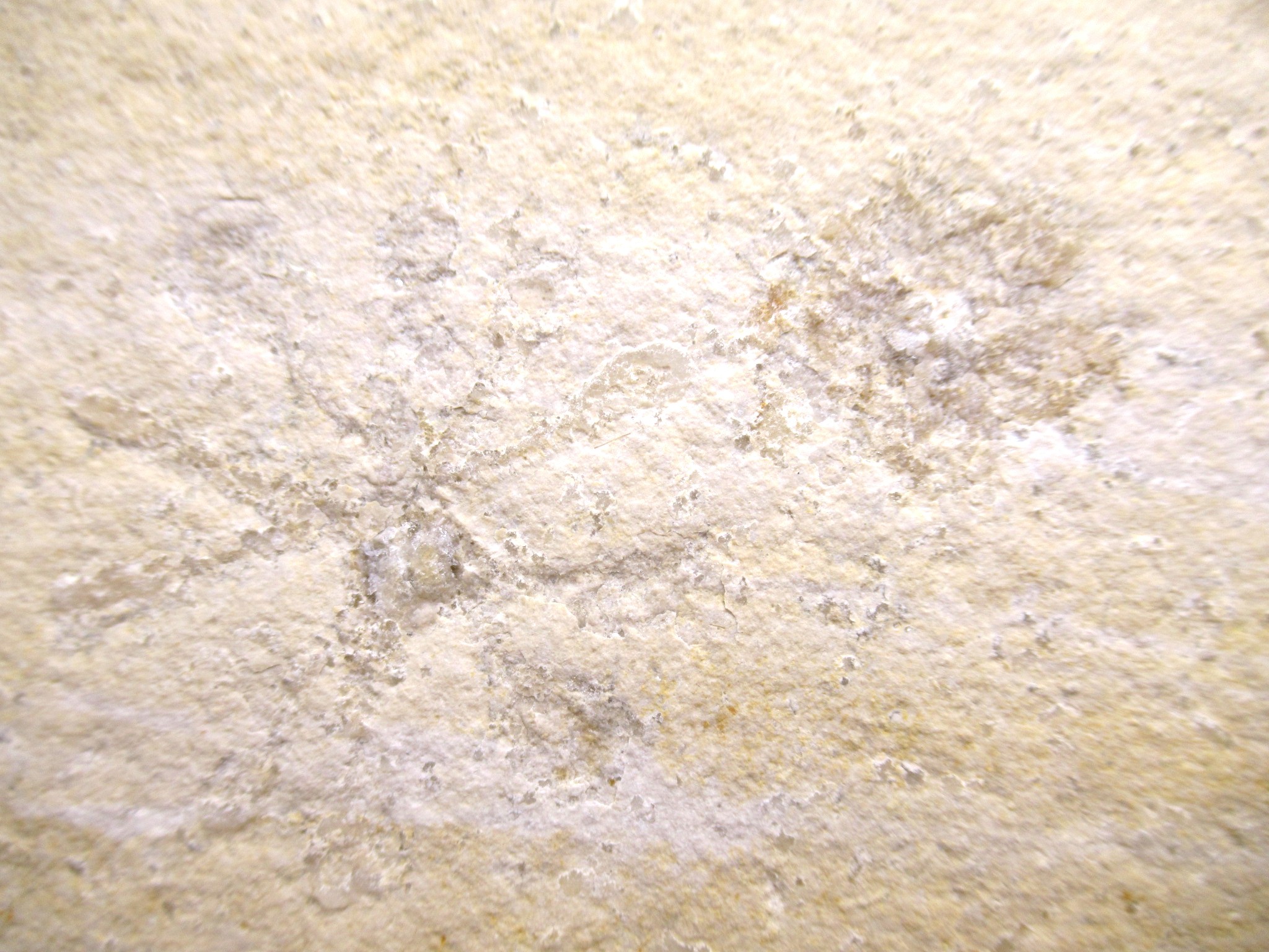 German Solnhofen Jurassic Saccocoma Floating Crinoid 66d | Fossils for Sale Genuine Jurassic Age Solnhofen Saccocoma Floating Crinoid for Sale from Germany #66d