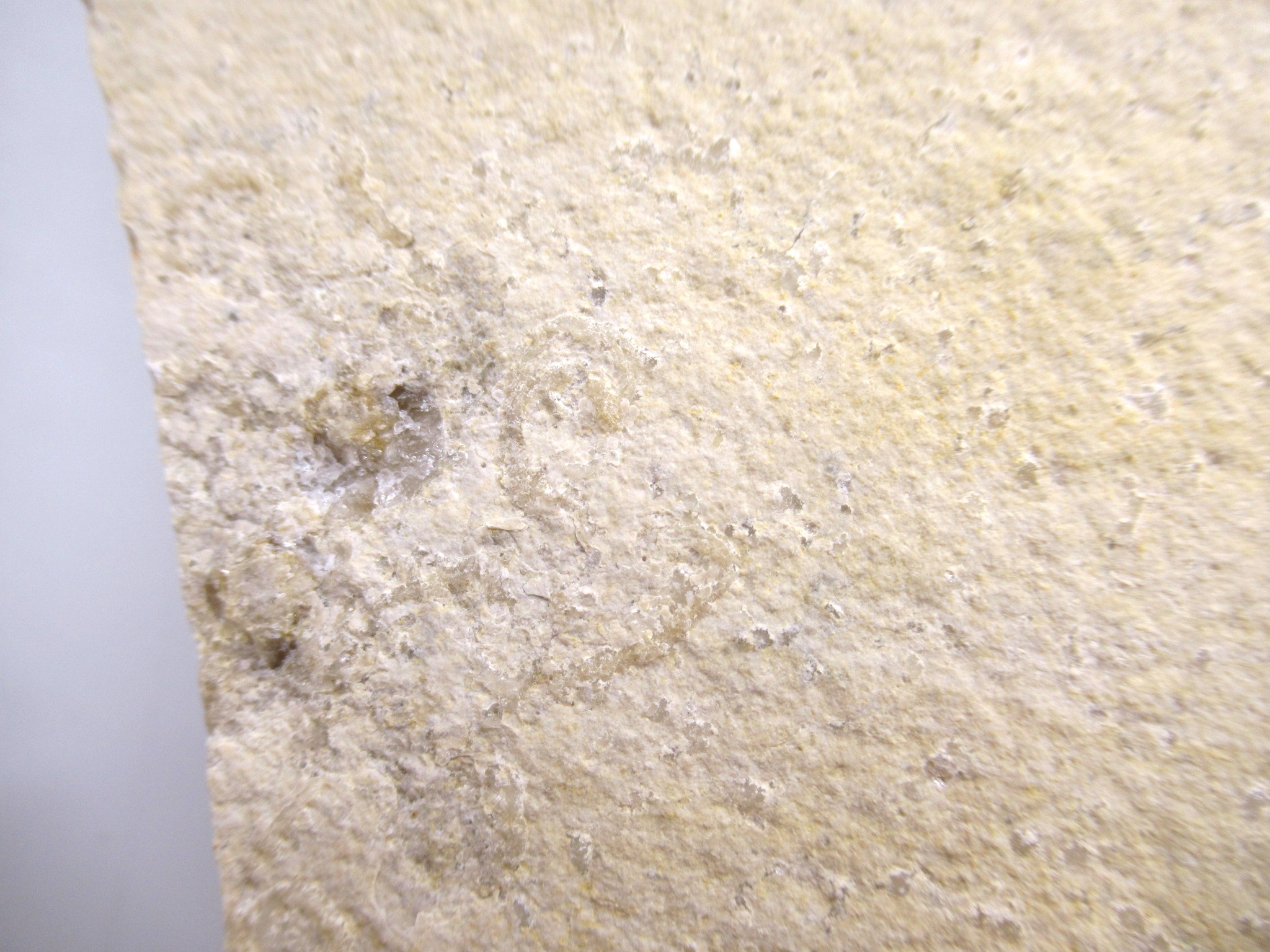 German Solnhofen Jurassic Saccocoma Floating Crinoid 66e | Fossils for Sale Genuine Jurassic Age Solnhofen Saccocoma Floating Crinoid for Sale from Germany #66e