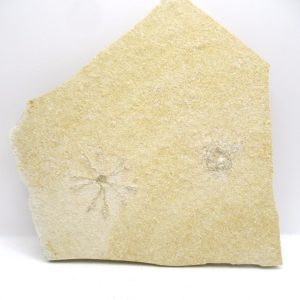 Genuine Jurassic Age Solnhofen Saccocoma Floating Crinoid for Sale from Germany #67