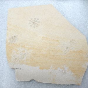 Genuine Jurassic Age Solnhofen Saccocoma Floating Crinoid for Sale from Germany #73