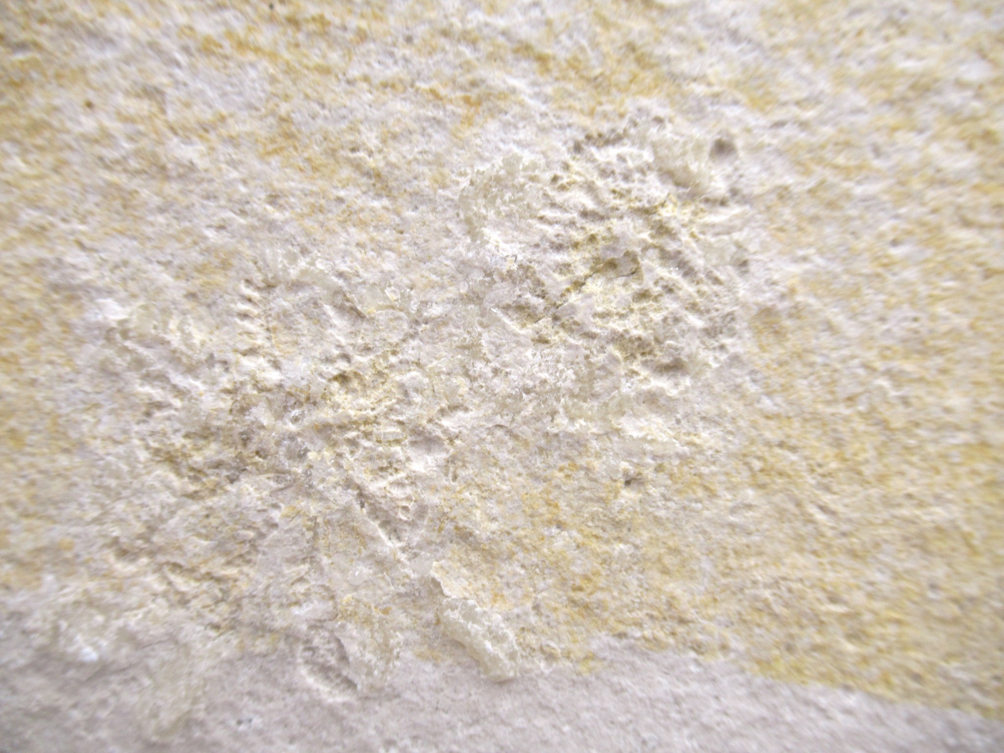 German Solnhofen Jurassic Saccocoma Floating Crinoid 73c | Fossils for Sale Genuine Jurassic Age Solnhofen Saccocoma Floating Crinoid for Sale from Germany #73c