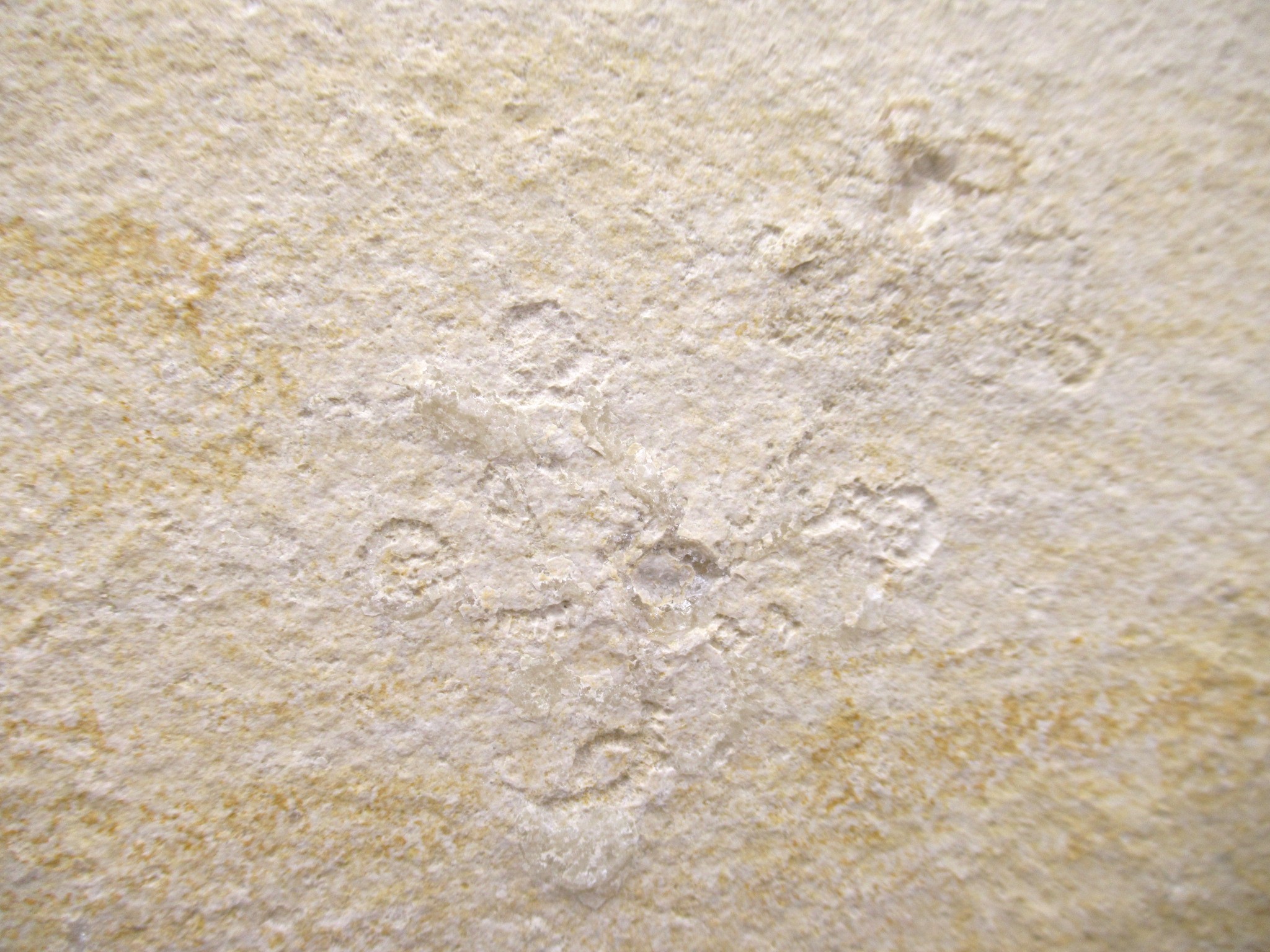 German Solnhofen Jurassic Saccocoma Floating Crinoid 73d | Fossils for Sale Genuine Jurassic Age Solnhofen Saccocoma Floating Crinoid for Sale from Germany #73d