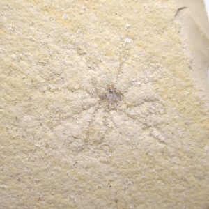 Genuine Jurassic Age Solnhofen Saccocoma Floating Crinoid for Sale from Germany #74a