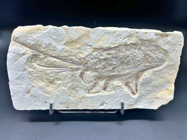 Genuine Cretaceous Age Palinurus Lobster Fossil for Sale from Hjoula, Lebanon #1