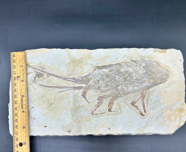 Genuine Cretaceous Age Palinurus Lobster Fossil for Sale from Hjoula, Lebanon #1-2