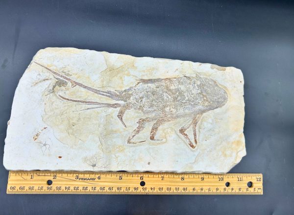 Genuine Cretaceous Age Palinurus Lobster Fossil for Sale from Hjoula, Lebanon #1-3