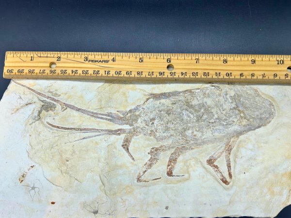 Genuine Cretaceous Age Palinurus Lobster Fossil for Sale from Hjoula, Lebanon #1-4