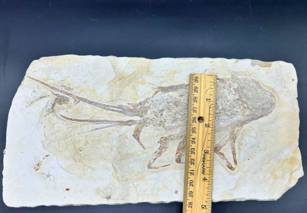 Genuine Cretaceous Age Palinurus Lobster Fossil for Sale from Hjoula, Lebanon #1-5