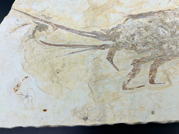 Genuine Cretaceous Age Palinurus Lobster Fossil for Sale from Hjoula, Lebanon #1-6