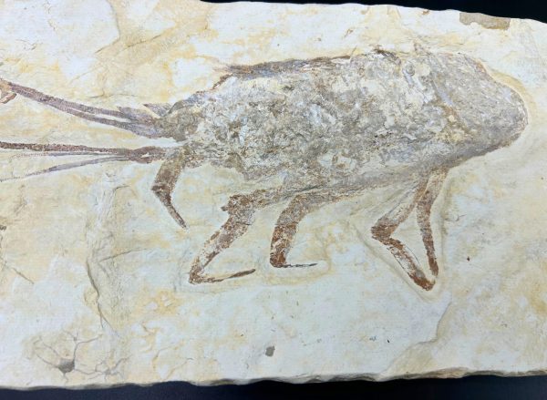Genuine Cretaceous Age Palinurus Lobster Fossil for Sale from Hjoula, Lebanon #1-7