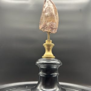 Carcharodontosaurus Dinosaur Tooth #77