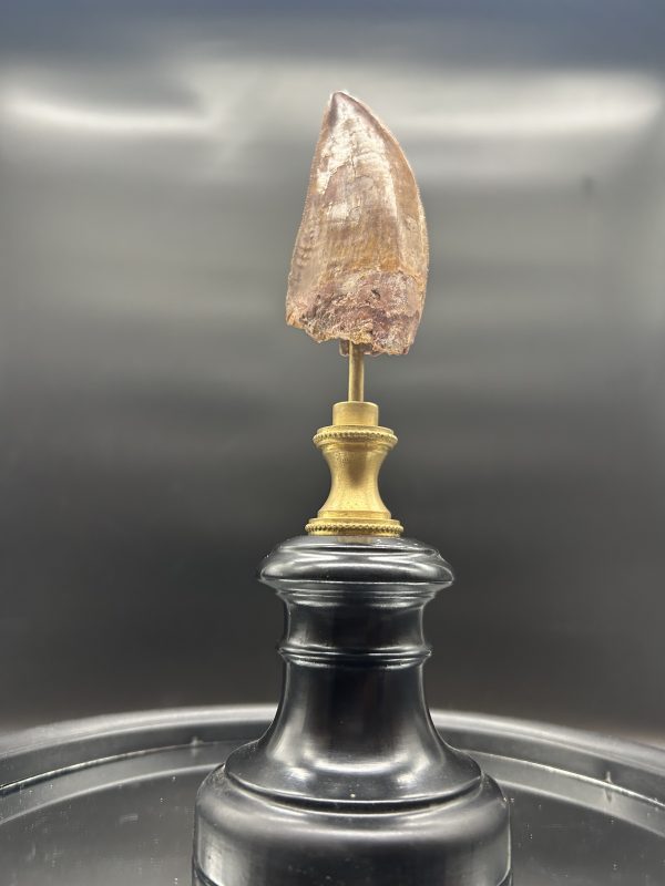 Carcharodontosaurus Dinosaur Tooth #77