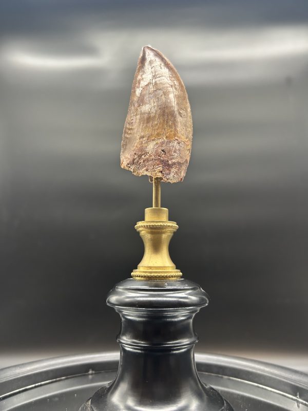 Carcharodontosaurus Dinosaur Tooth #77 - Image 2
