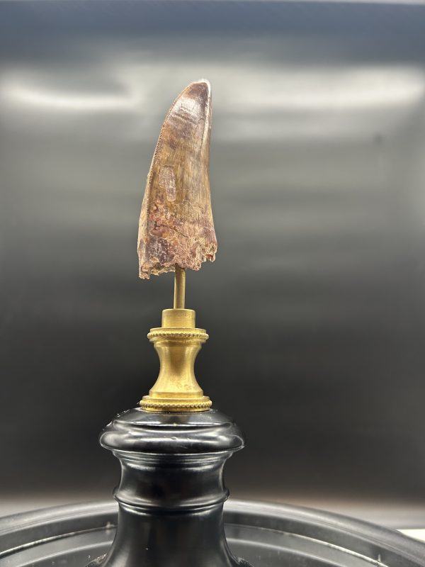 Carcharodontosaurus Dinosaur Tooth #77 - Image 6