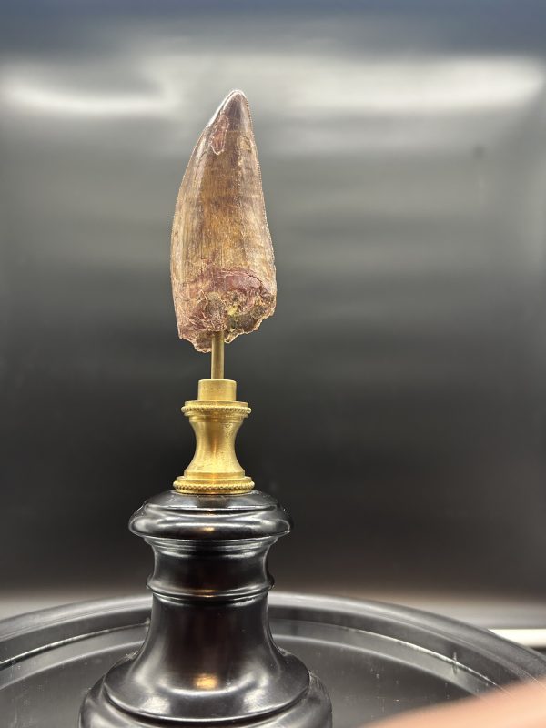 Carcharodontosaurus Dinosaur Tooth #77 - Image 5