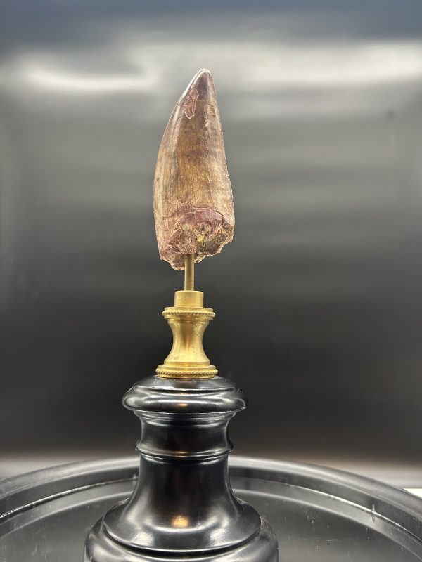 Carcharodontosaurus Dinosaur Tooth #77 - Image 4