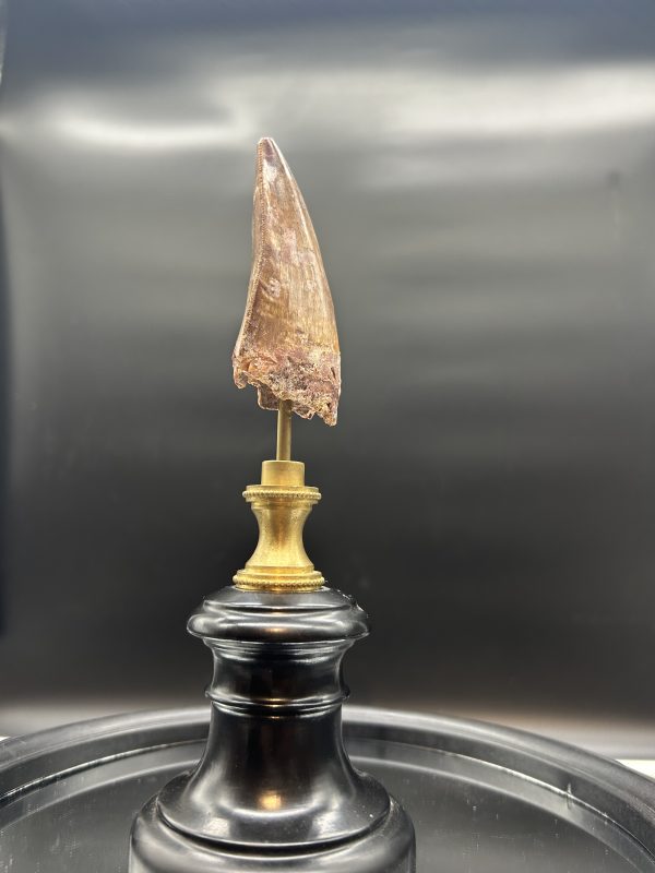 Carcharodontosaurus Dinosaur Tooth #77 - Image 3