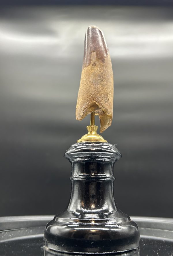 Spinosaurus Dinosaur - Tooth #165