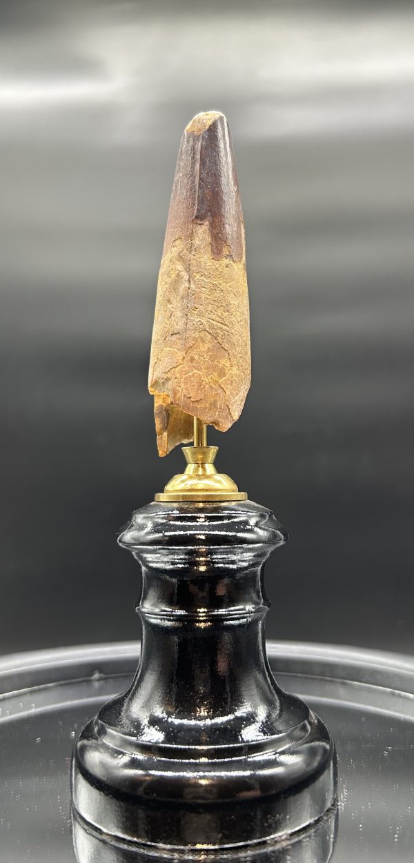 Spinosaurus Dinosaur - Tooth #165 - Image 4