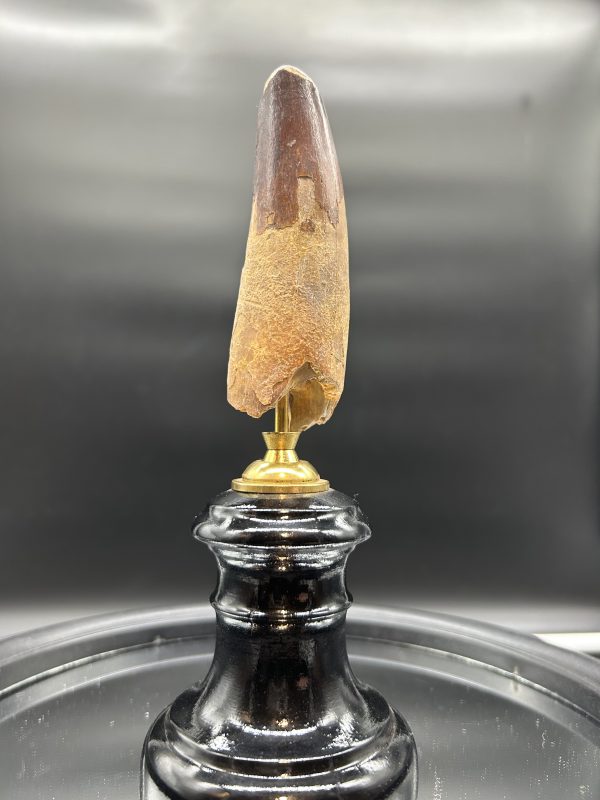 Spinosaurus Dinosaur - Tooth #165 - Image 3